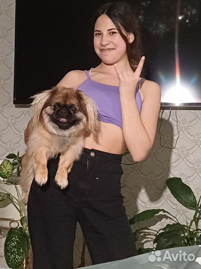 Выгуливать собаки