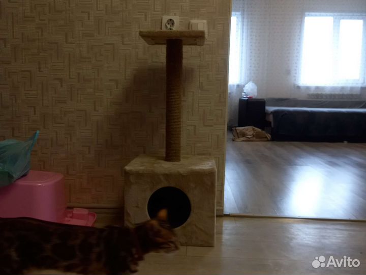 Бенгальская