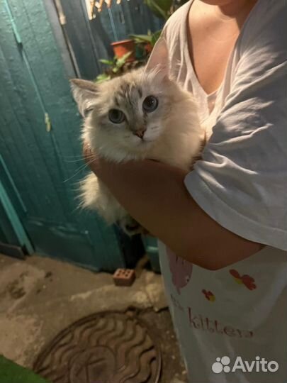 Сибирская кошечка