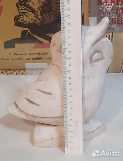 Ночник (сова )