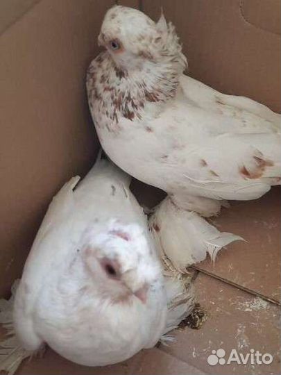 Продажа голубей