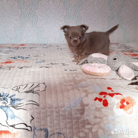 Девочка чихуахуа