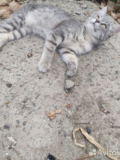 Молодые кошечки мышеловки
