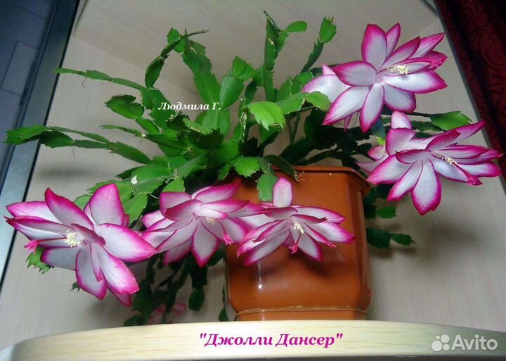 Декабрист шлюмбергера сортовые