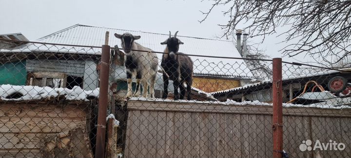 Козы и козлята продажа