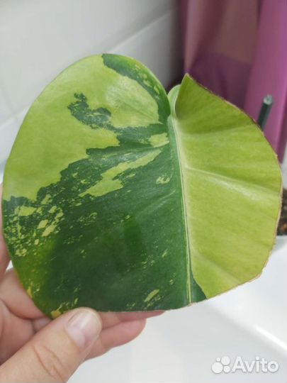 Монстера лемон минт lemon mint