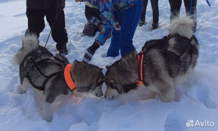 Шлейка - большая