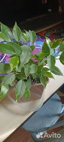 Эухарис амазонская лилия, фикус, ктенанта