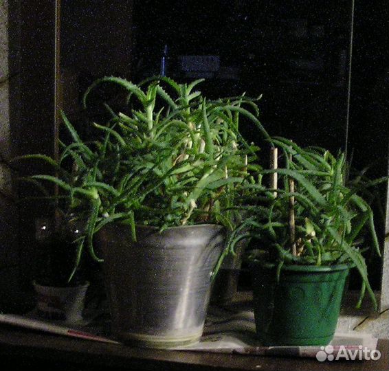 Алоэ древовидное, лекарственное