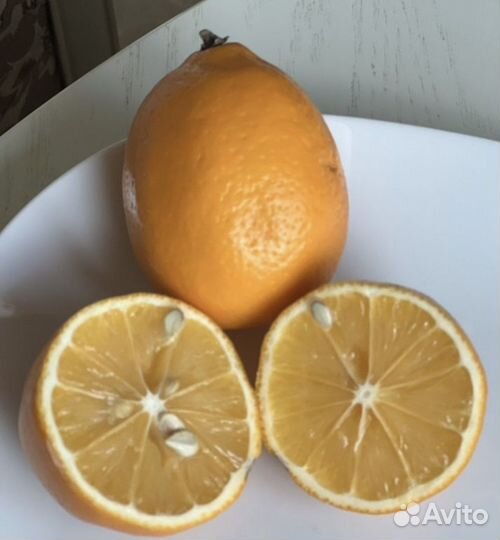 Редкие Саженцы сладкого лимона