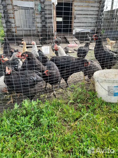 Мускусные утки тяжелые линии