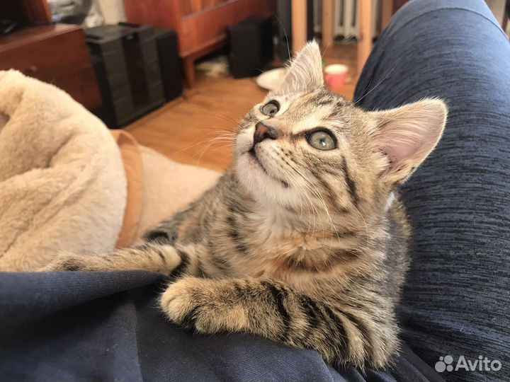 Ласковая девочка котёнок