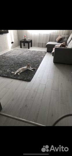 Ковры и паласы бу