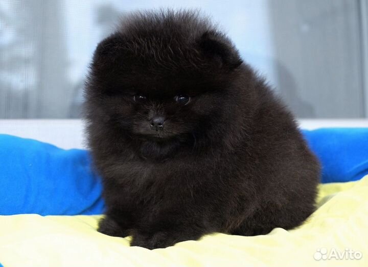 Девочка черная