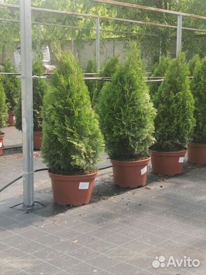 Туя смарагд высотой 1м
