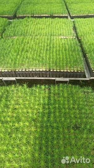 Саженцы ели европейской зкс