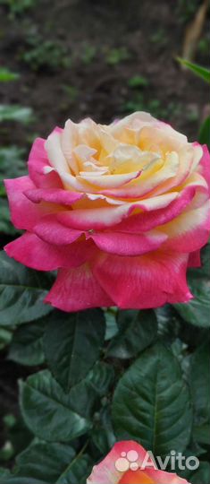 Букет роз, лилий