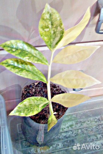 Продам шикарные вариегатные замиокулькасы