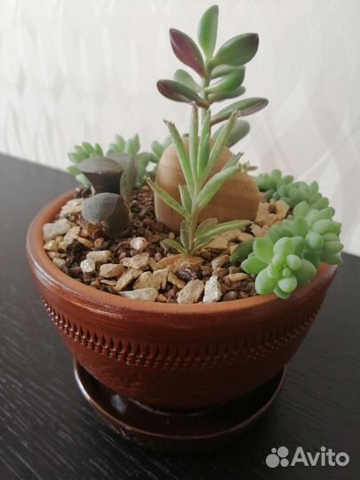 Минисадик суккуленты