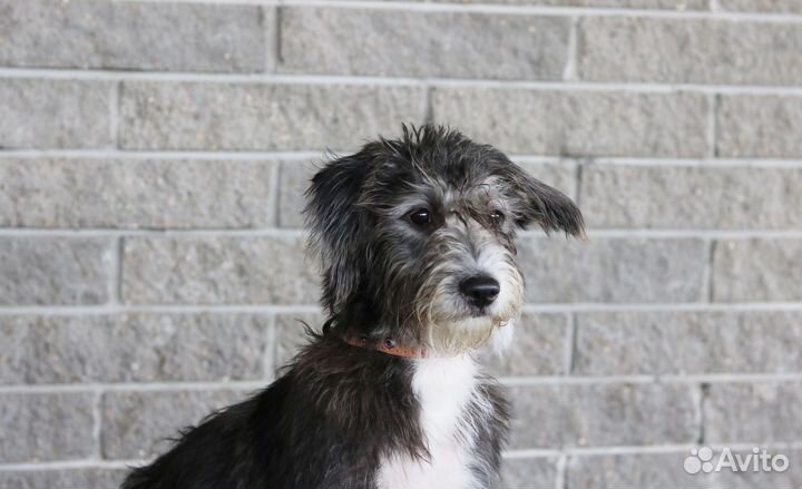 Щенок, 7 месяцев