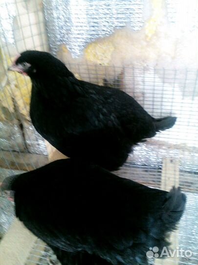 Куры несушки