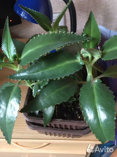 Каланхоэ лекарственное