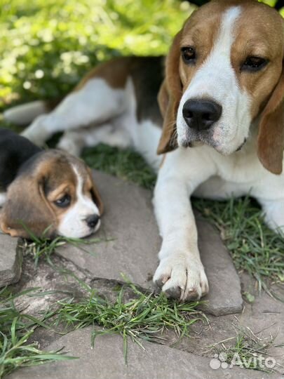 Щенки бигля