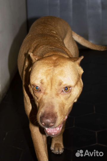 Питбультерьер