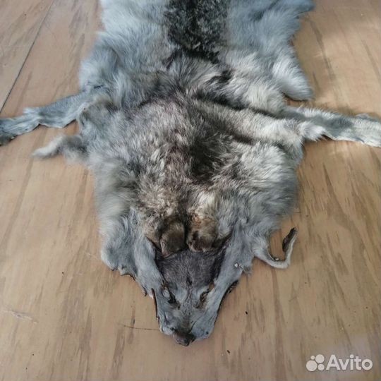 Продам шкуру волка