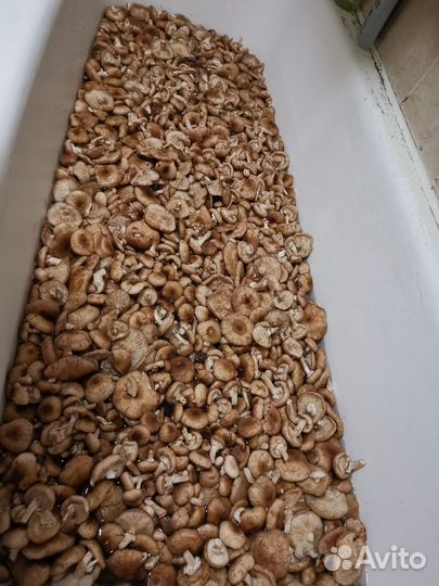 Грибы опята свежие