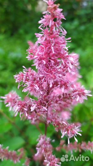 Фиалка, астильба, лилия, овсянница