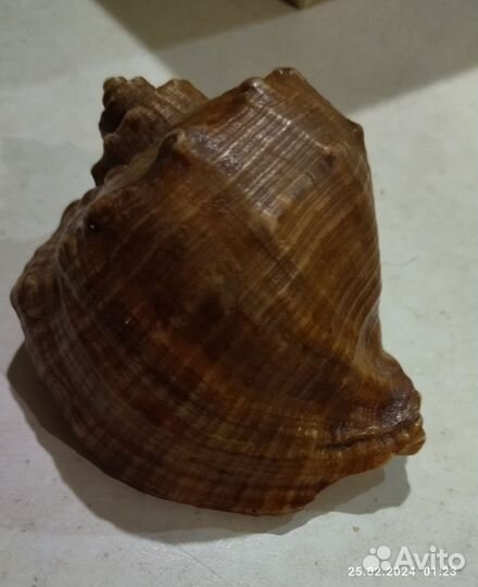 Набор морских раковин за всё