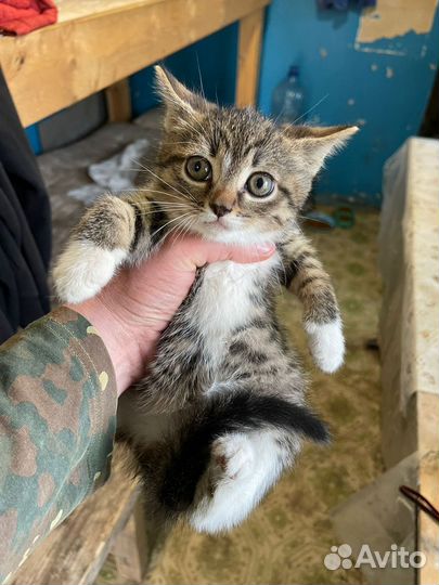 Котята в добрые руки бесплатно