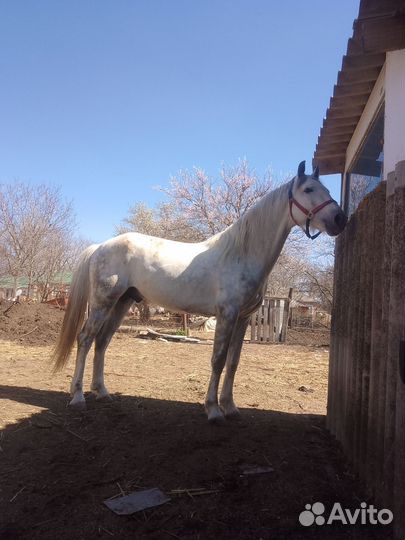 Орловский рысак