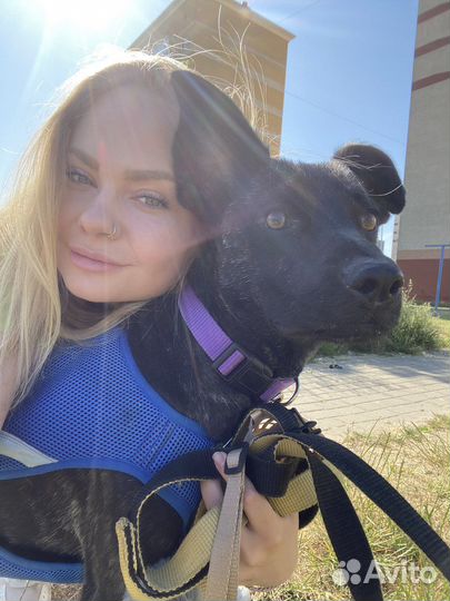 Услуги кинолога и зоопсихолога