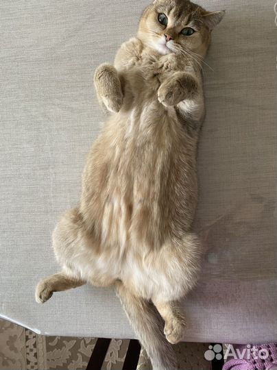 Британская шиншила