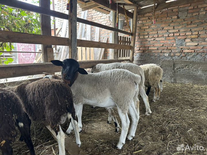 Овцы бараны дорпер