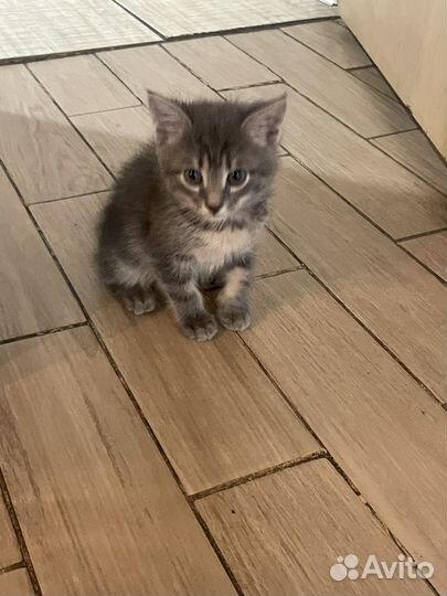 Кошка
