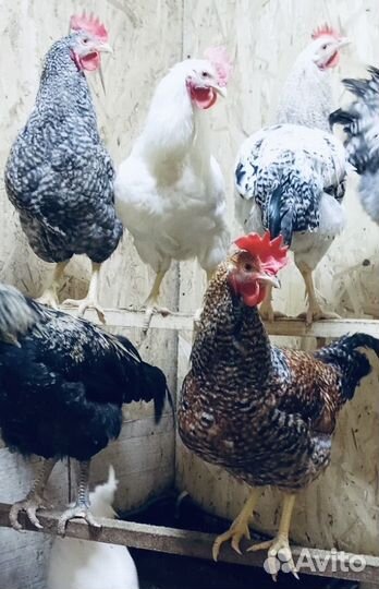 Куры петухи