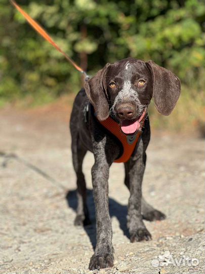 Курцхаар в добрые руки