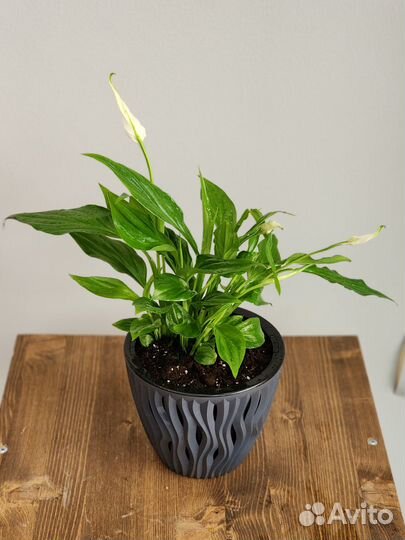 Спатифиллум в горшке