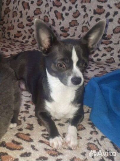 Щенки чихуахуа (стандарт)