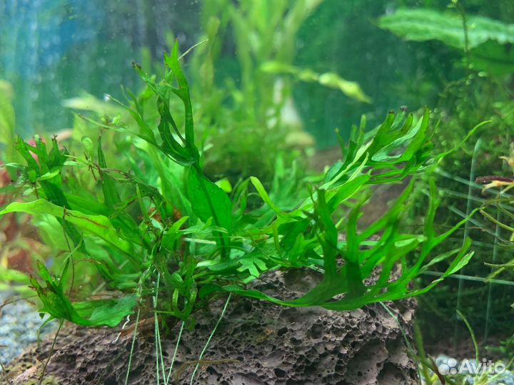 Аквариумные растения много