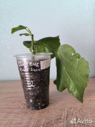 Сортовые гибискусы 2