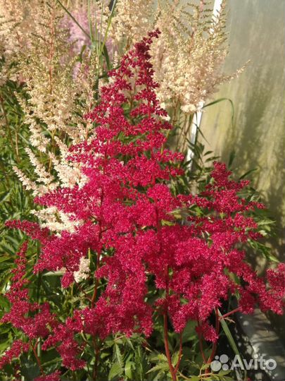 Астильба кусты