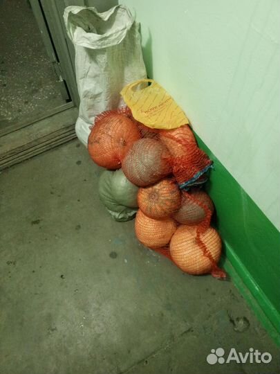 Тыква кормовая