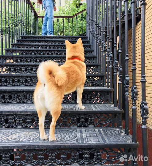 Собака сиба-ину для съемки/фотопрогулки