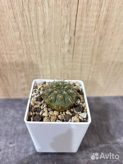 Кактусы и суккуленты, гимнакалициумы, астрафитумы