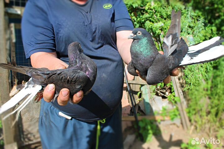 Николаевские голуби