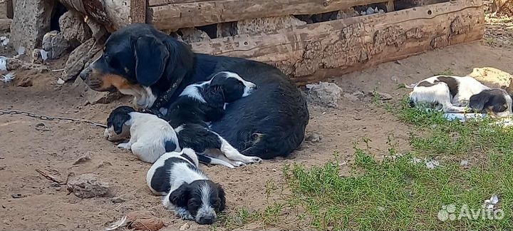 Собаки бесплатно в добрые руки щенки